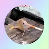 cz_omastek