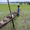 fanratan