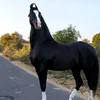 ameearalijutt