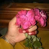 faijaakther19