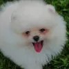little.jazz2