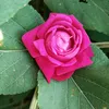 hamza12345924