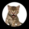 roaring.kitty0