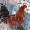 criaderochuyin