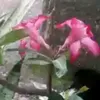 ainul.mardiyah360