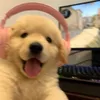 thefuzziesunion