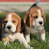 Thompson Family Beagles