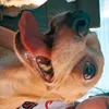 ashlynluvsturtles67