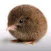 davirb0