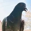 shahzaib.khan76691