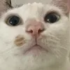 bicepsbrachiii