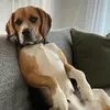frankie the beagle