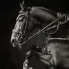 dovlet.d95