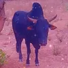 ngolocoulibaly802
