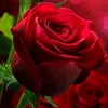 atif.romio