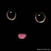 gatito_negrito_x