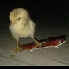 edyhermandez1