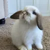 dankofn7
