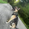 thor_my_dog67