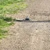 cameronthegoat14