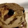 ranaelegante2