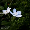 panpwanphyu7