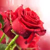تلي سليمان ود أومو 1000♥