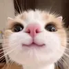wantherback_