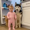 Animal Chaos Daily