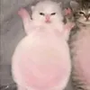 tanusta2