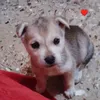 geryylobamiperrito0