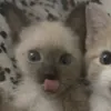 jisooluvys1