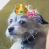 hulagiirl