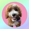 ruby.minigoldendoodle