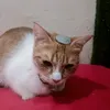 pov_roblox_cat