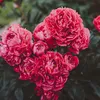 _haquynh