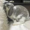 フォノ👼🐰