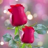 zafar.bhai669