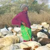 daudimakaria