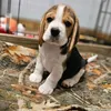 Austin Beagles Near Me