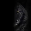 black.wolf9318