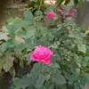 khin.sanhla