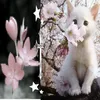 mimimi0960