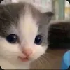 amir4ik_t
