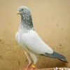 shahroz.sony