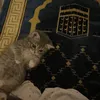 qura1n011