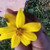 margothnchipanach