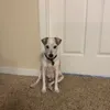 pupo