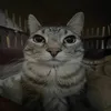 R_dude