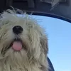 mikodagoat